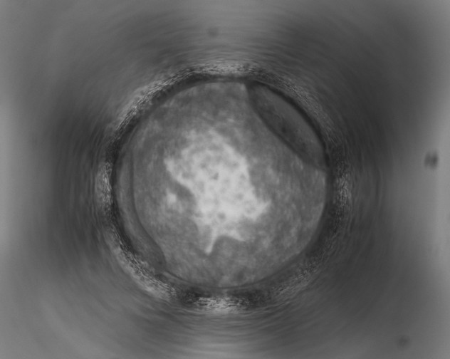 X0000116100688200912140957