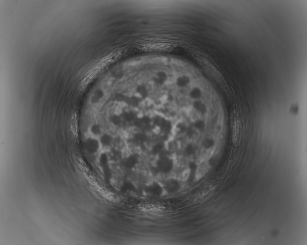 X0000116100729200912140956