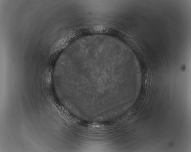 X0000116100746200912140956