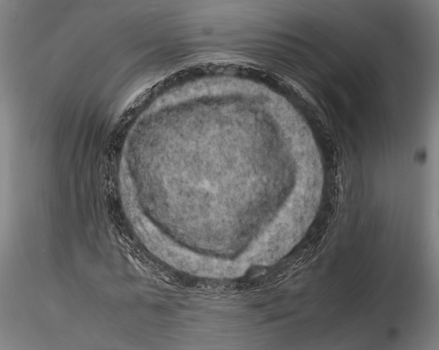 X0000116100775200912140956