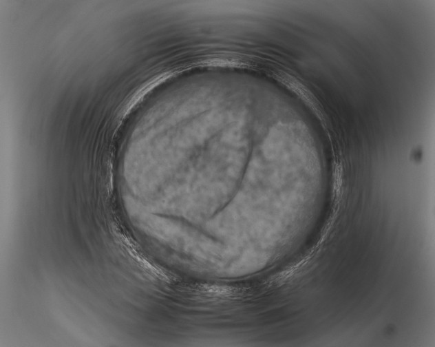 X0000116100829200912140955