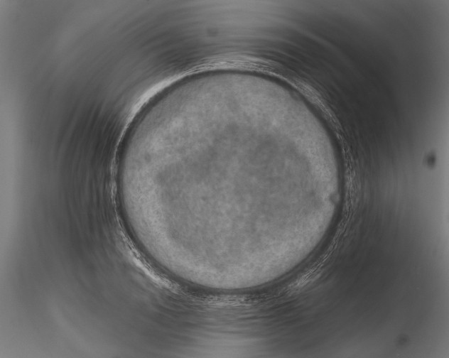 X0000116100846200912140955