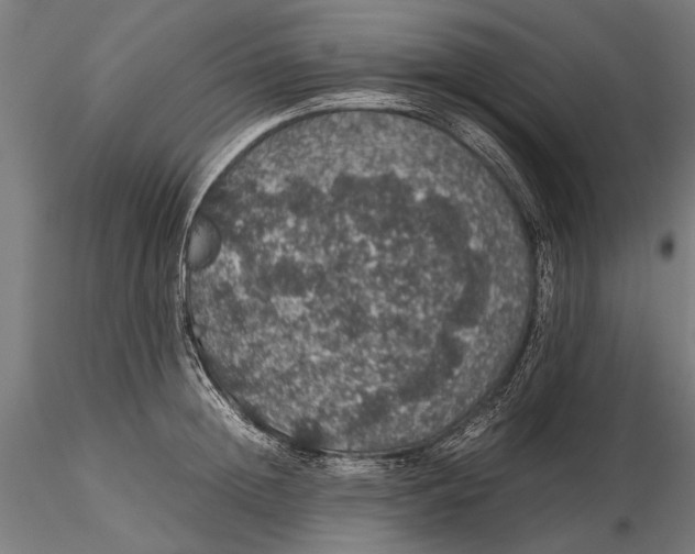 X0000116100852200912140955