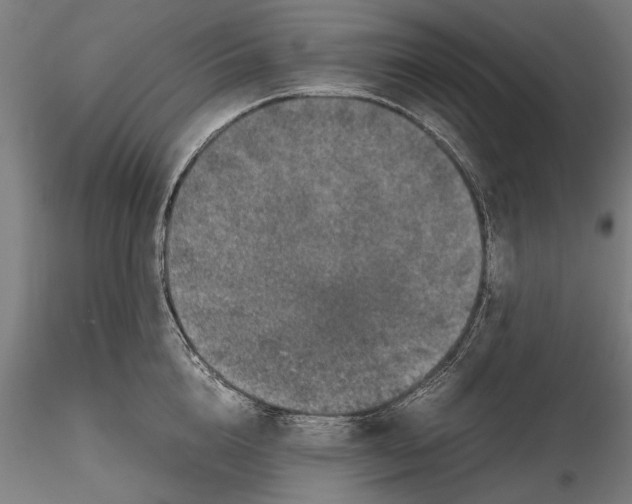 X0000116100856200912140955