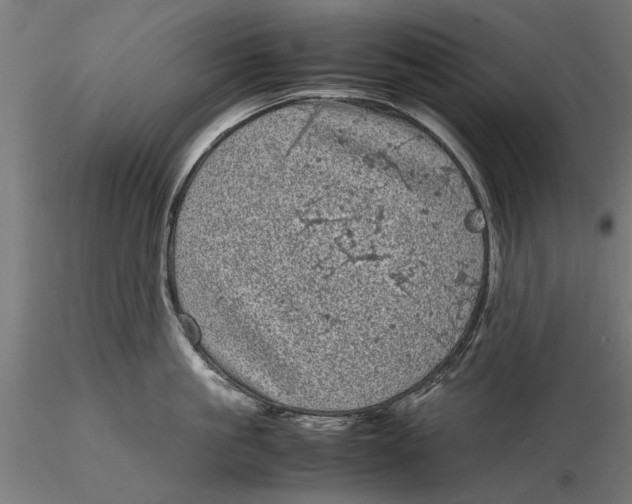 X0000116100861200912140955