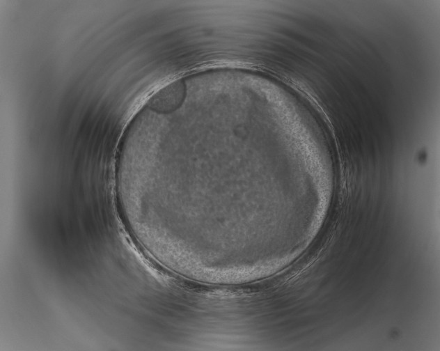 X0000116100898200912140954