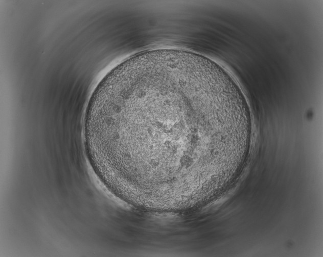 X0000116100957200912140954