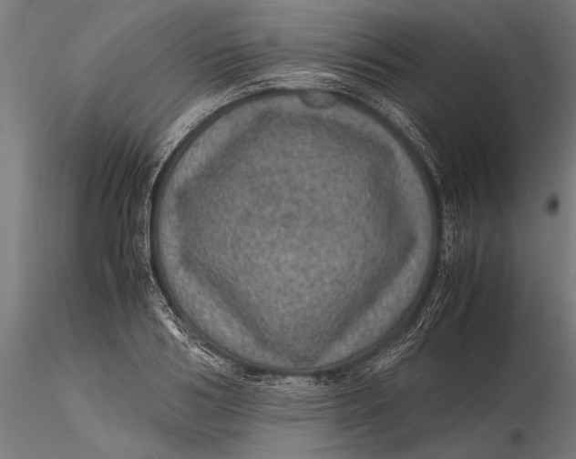 X0000116100986200912140953