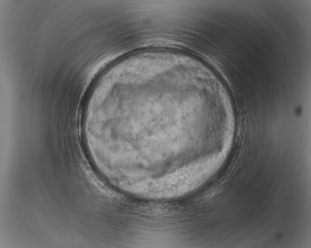 X0000116100987200912140953