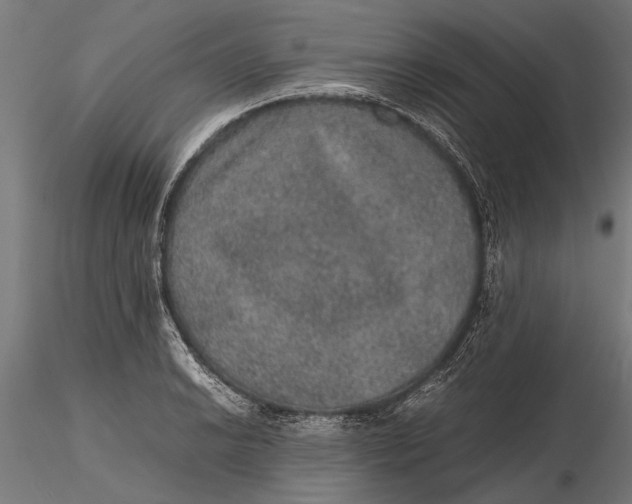 X0000116101038200912140952