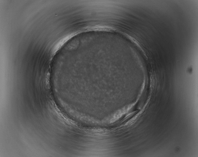 X0000116101066200912140952