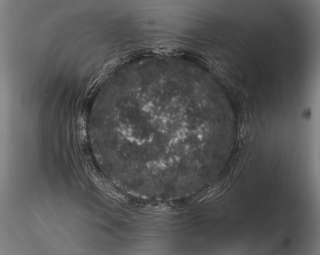 X0000116101106200912140950