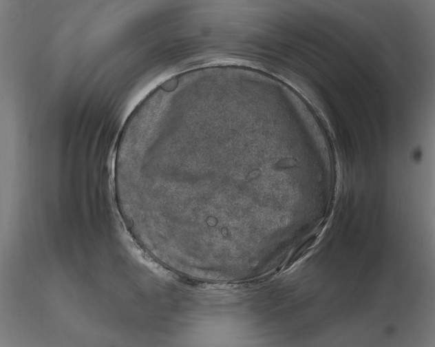 X0000116101198200912140949