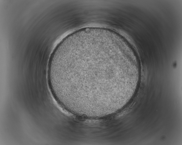 X0000116101237200912140949