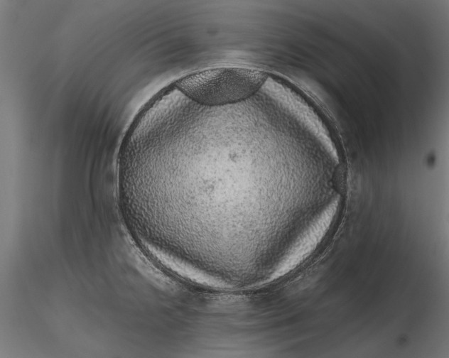 X0000116101238200912140949