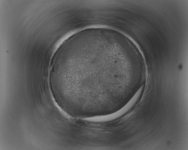 X0000116101245200912140949