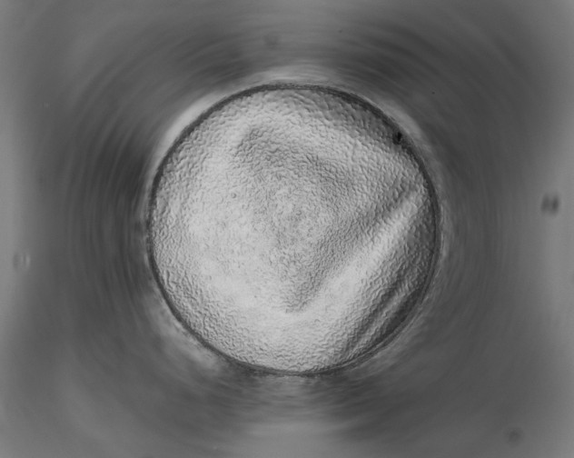 X0000116101248200912140949