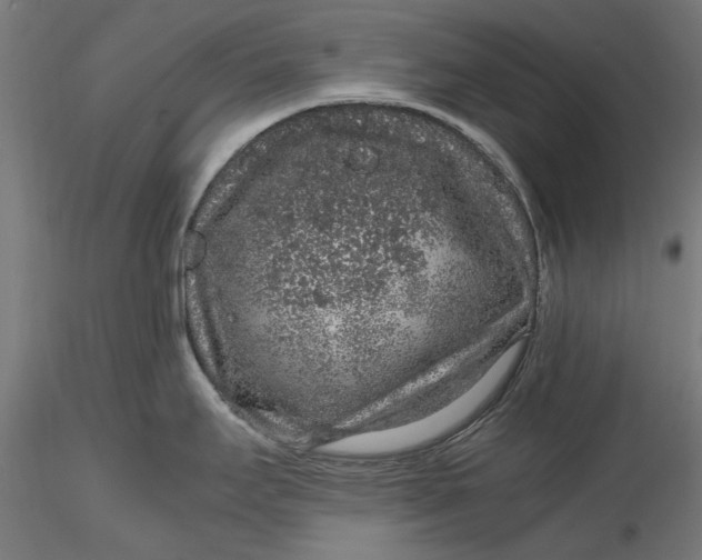 X0000116101295200912140948