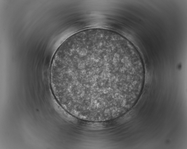 X0000116101338200912140948