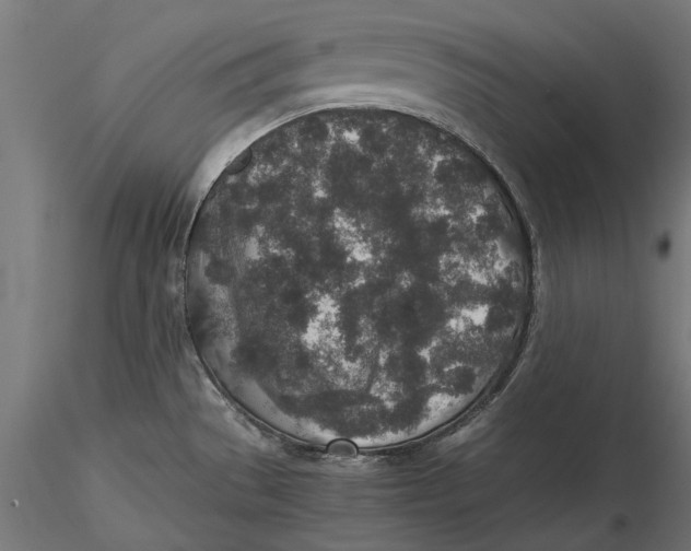 X0000116101529200912140945