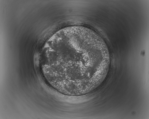 X0000116100026200912211621