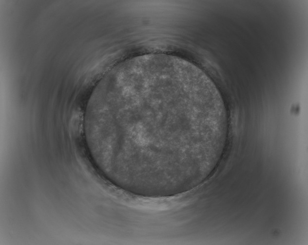 X0000116100029200912211621