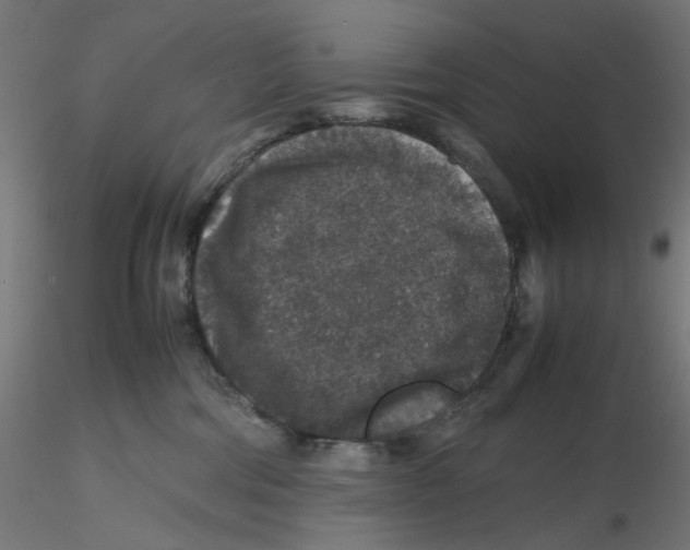 X0000116100330200912211616