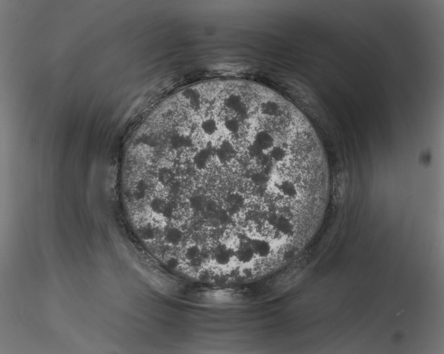 X0000116100365200912211616