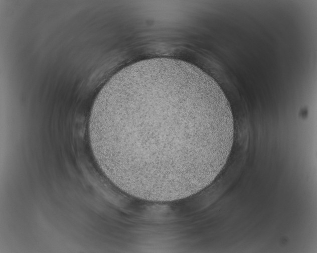 X0000116100374200912211616