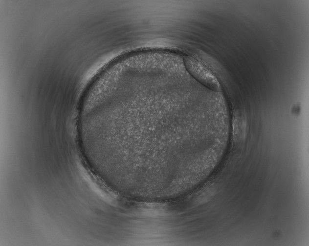 X0000116100436200912211614