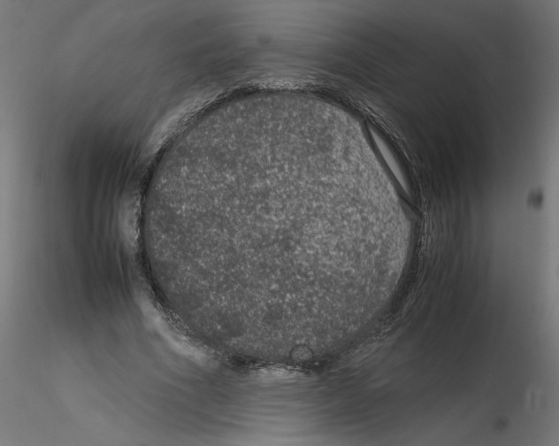 X0000116100586200912211613