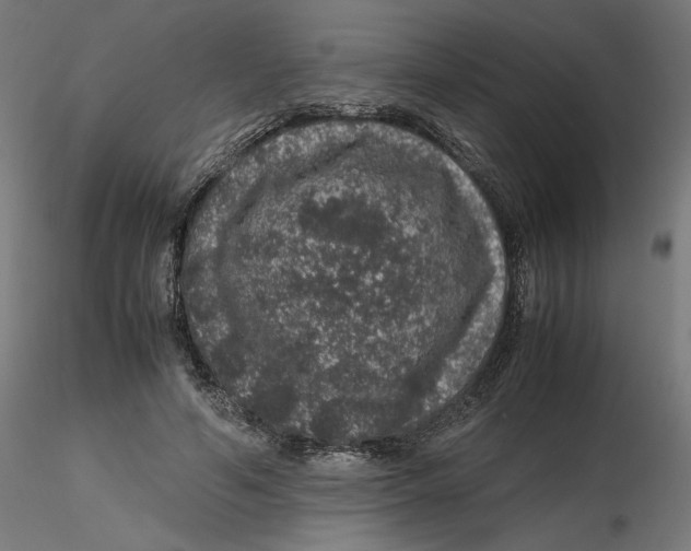 X0000116100594200912211613