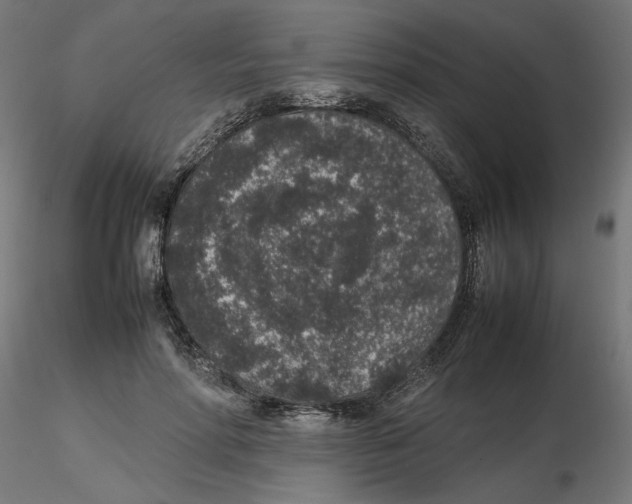 X0000116100598200912211613