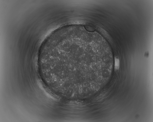 X0000116100627200912211612