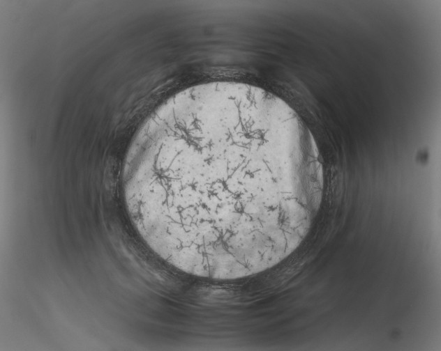 X0000116100655200912211612