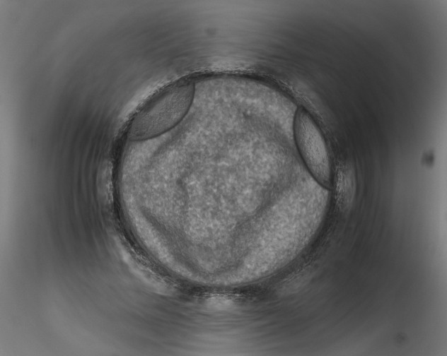 X0000116100684200912211612