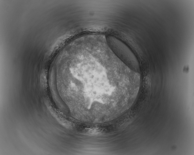 X0000116100688200912211612