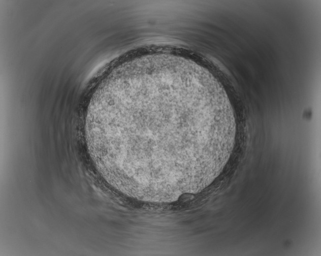 X0000116100775200912211610