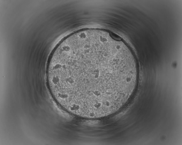 X0000116100845200912211610