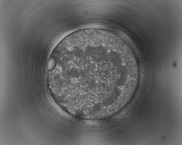 X0000116100852200912211610