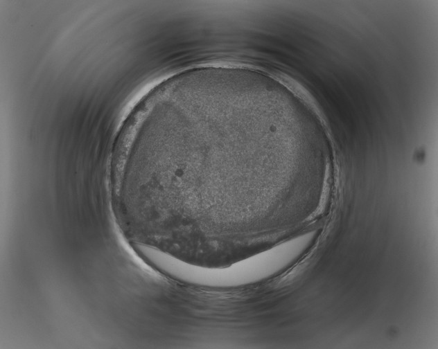 X0000116100855200912211610