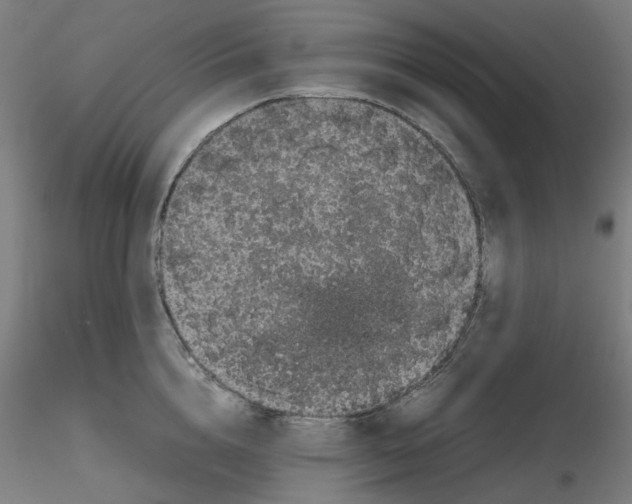 X0000116100856200912211610