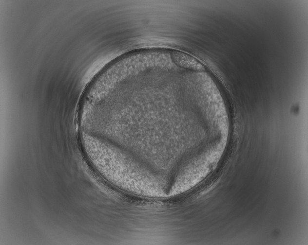 X0000116100885200912211609