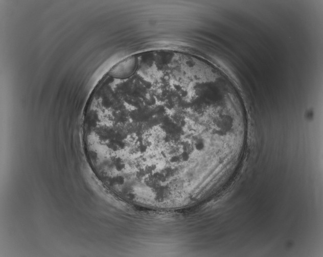 X0000116100899200912211609