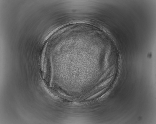 X0000116100985200912211608