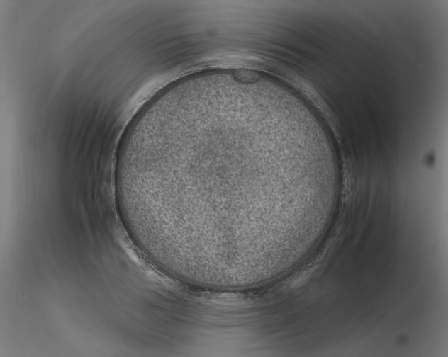 X0000116100986200912211608