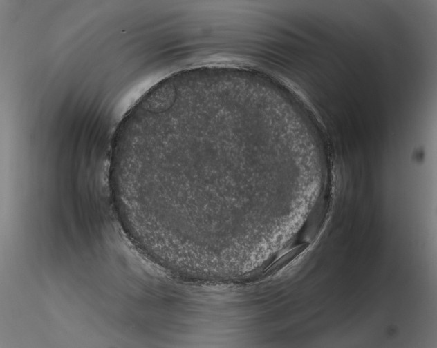 X0000116101066200912211606