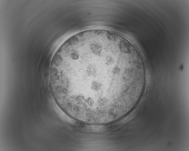 X0000116101244200912211605