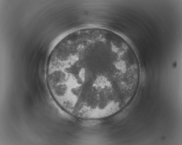 X0000116101294200912211603