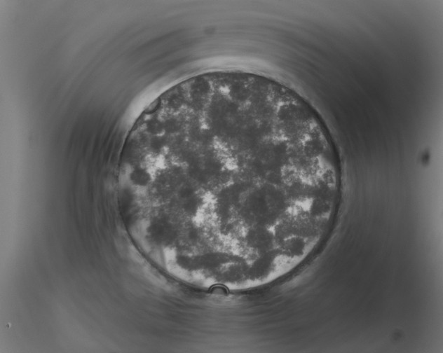 X0000116101529200912211601